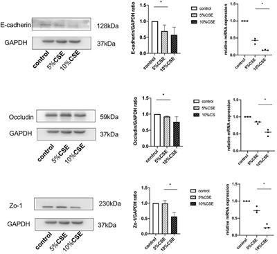 AGR3 Regulates Airway Epithelial Junctions in Patients with Frequent Exacerbations of COPD